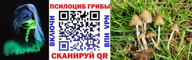 сколько стоит Орск Псилоцибиновые грибы GOLDEN TEACHER